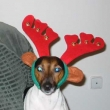 Annie jako Rudolf