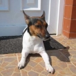 Annie ped domem