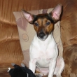 Annie a nov� krysa