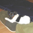 Annie chce kousat ba�koru