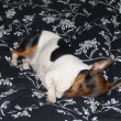 Annie v �ernob�l�