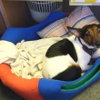 Annie m� pel��ek u� i v pr�ci