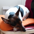 Annie sp� na �idli
