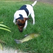 Annie a ryba