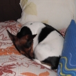 Sp�c� nevi��tko